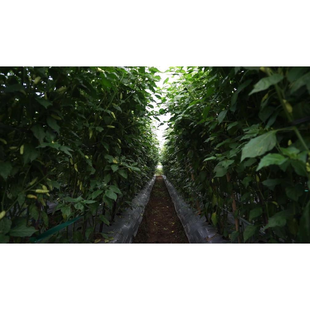 Bisa Cod Paket Pelebat Bunga Dan Buah Kalium Gema Flora Black Magic ><