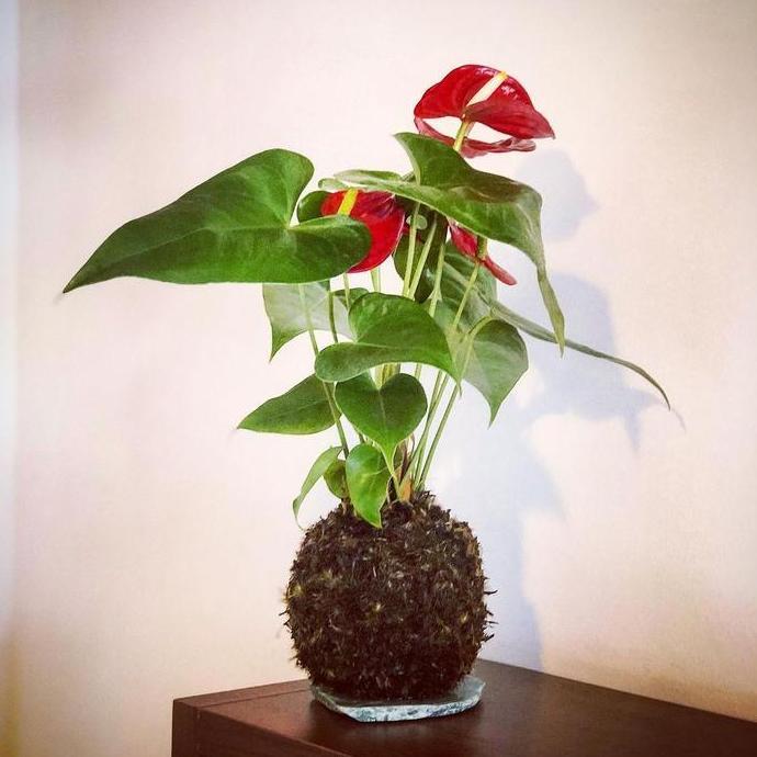 Kokedama Anthurium Bunga Merah murah
