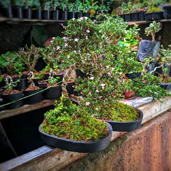 Bonsai Small Seribu bintang Super Micro Size Besar Sudah Berkarakter dan Siap Pajang murah