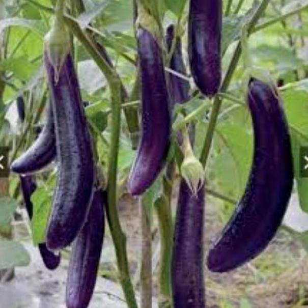Benih-Bibit Terong Ungu Yuvita F1 (Cap Panah Merah)