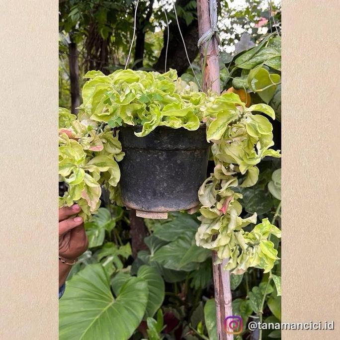 Tanaman euphorbia patah tulang curly on pot gantung