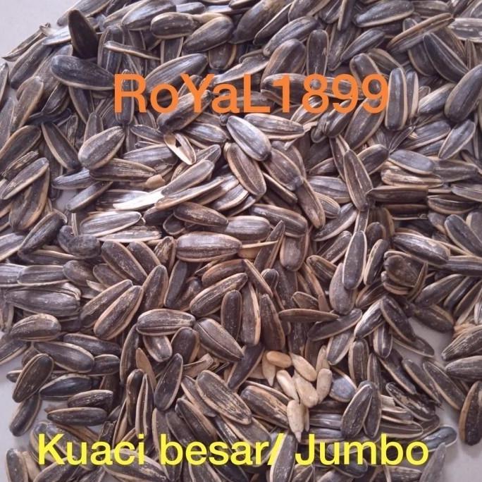 Kuaci Parrot Kwaci Jumbo Sangrai / Mentah Pakan Burung Paruh bengkok