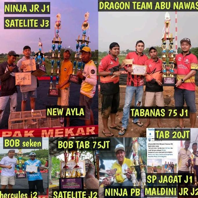 Dbutsu- Jamu Burung Merpati Kolong Pil Alus Merah Khusus Bahan Dan Player Ninggal Isi 120 Stiker Mer