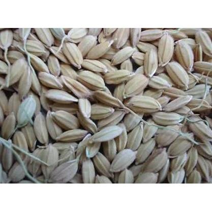 Dbutsu- Gabah Lampung / Gabah Bangkok Kecil 1 Kg