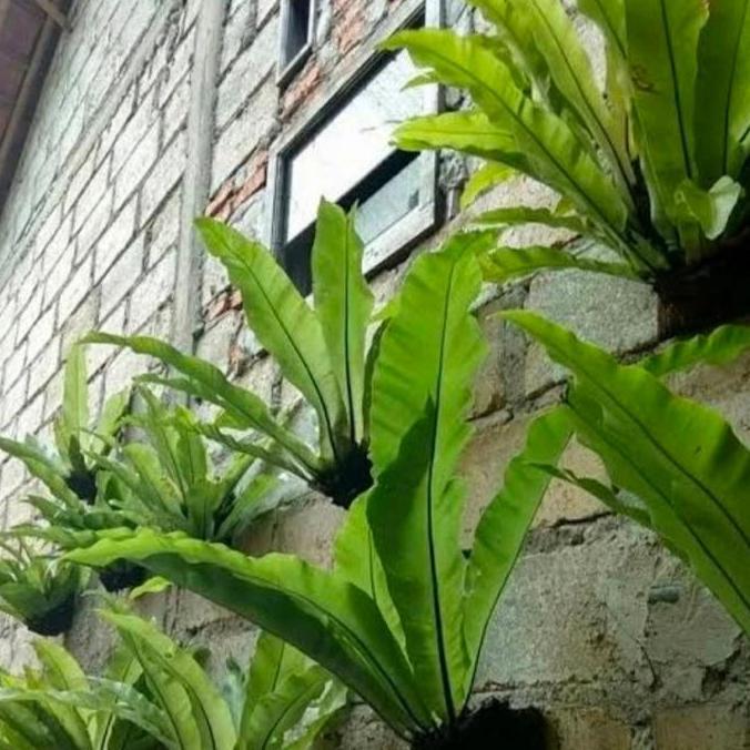 tanaman hias kadaka /tanaman hias dinding