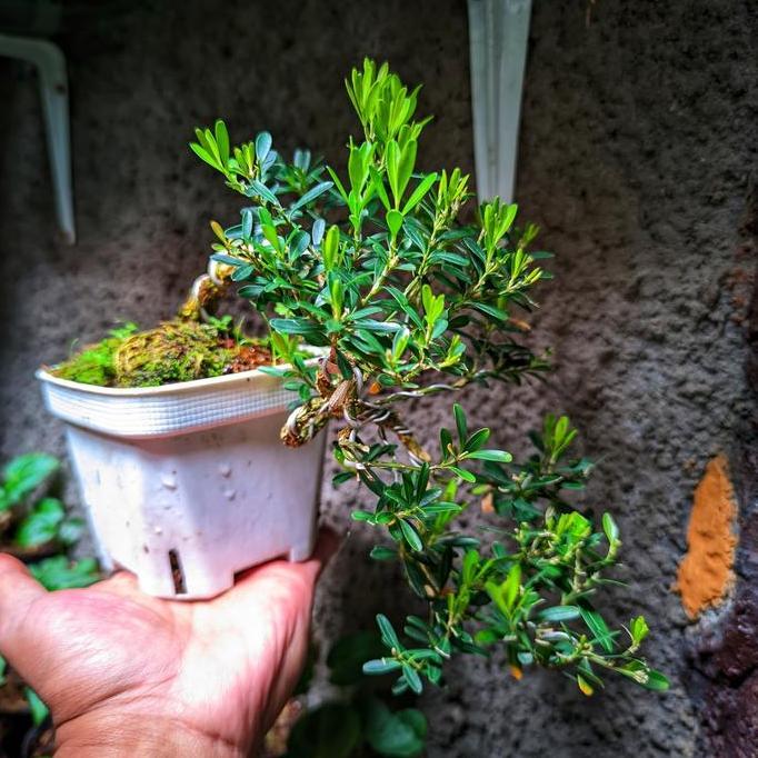 Bonsai mame boksus herlandii Semi Cascade || REAL KARAKTER BONUS POT