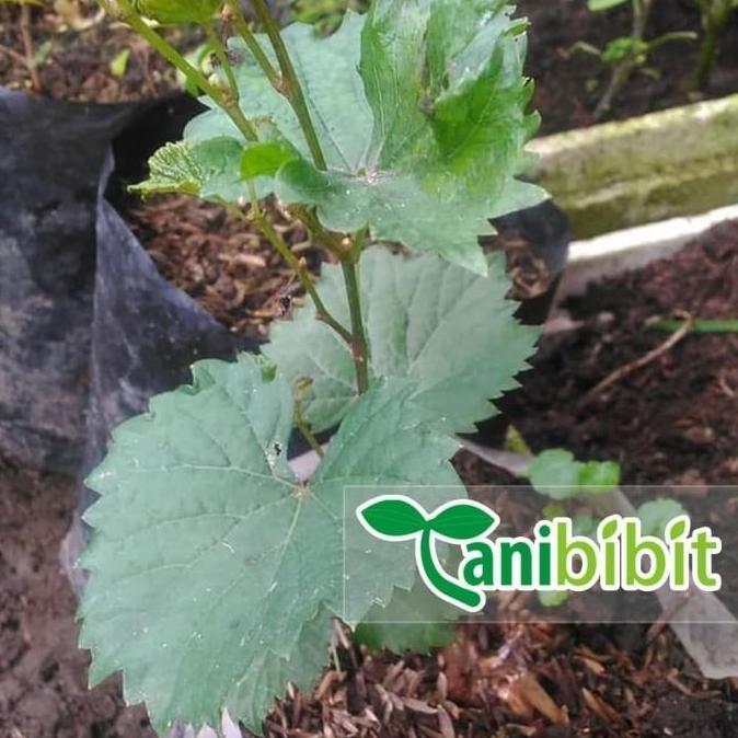 Bibit Anggur red master- Pohon Anggur - Tanaman cepat berbuah