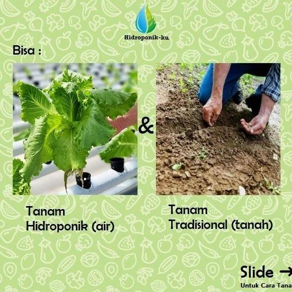 Bibit / Benih Melon Madesta (5 Butir) Cap Panah Merah - Hidroponik ku