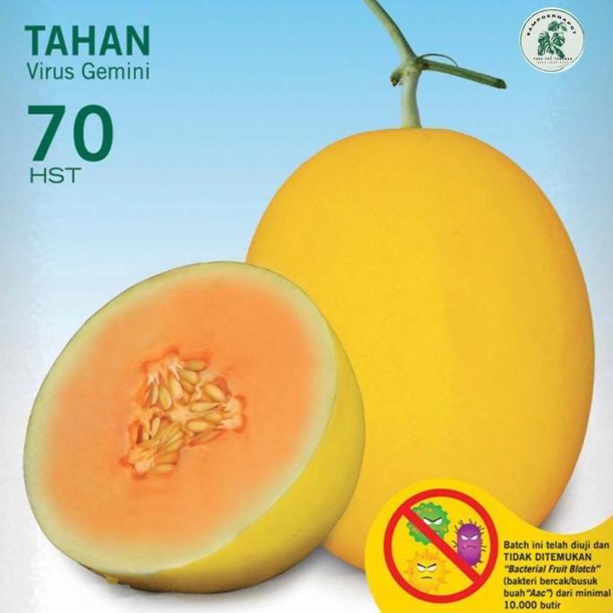 benih bibit melon hibrida alisha f1 cap panah merah - MELON ALISHA F1