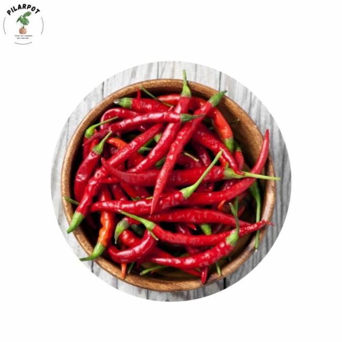 benih bibit cabe keriting PM 999 F1 cap panah merah - CABAI PM 999 F1