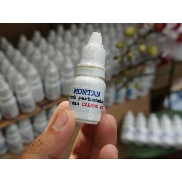 Abcd- Montan : Kunci Rahasia Regenerasi Dan Perbanyakan Anggrek Alami