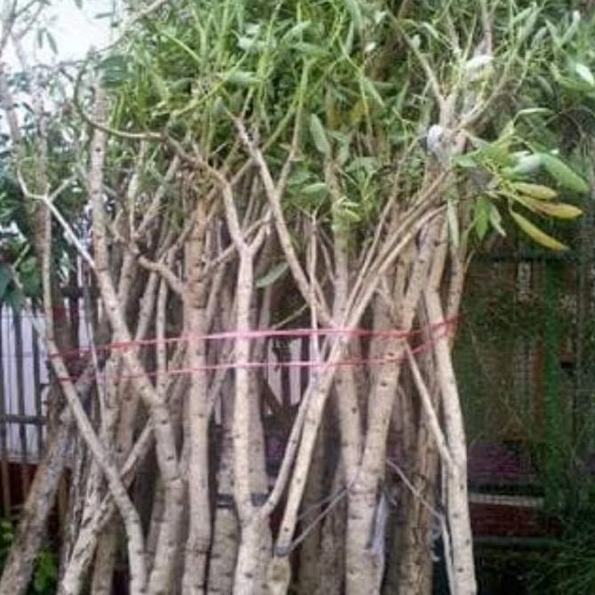 Abcd- Tanaman Tabebuya 2 Meter Pohon Pelindung