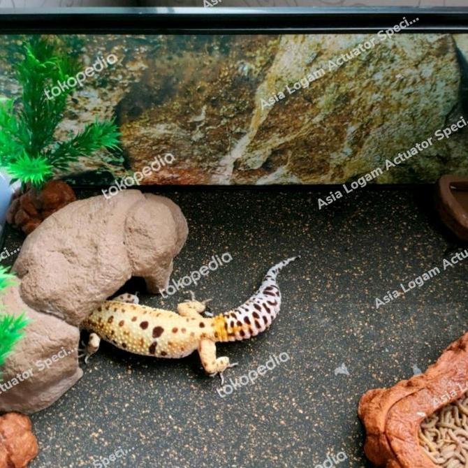 Ready sand mat alas reptil 25 x 40cm gecko ular kura dll karpet model pasir