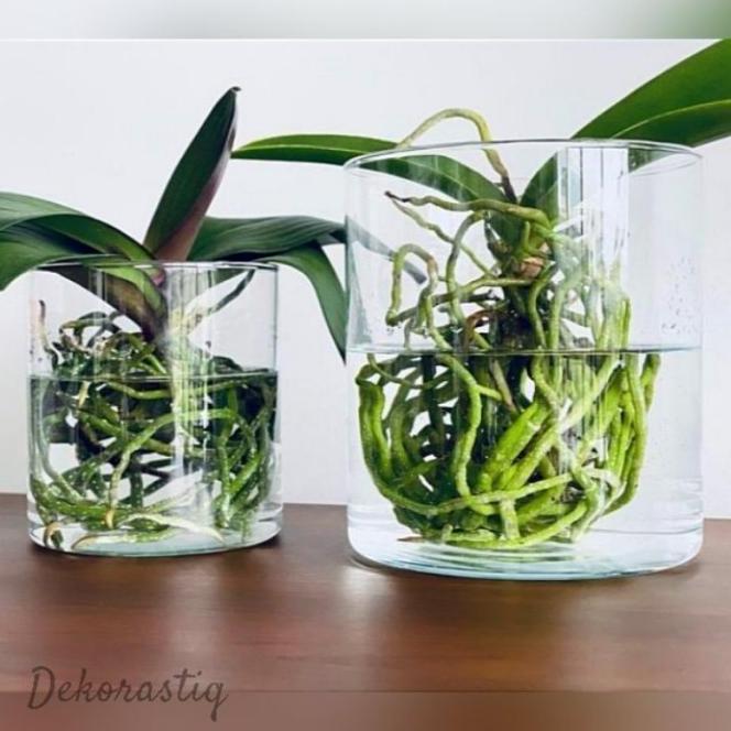 VAS BUNGA KACA BENING / VAS TABUNG / POT TANAMAN AIR HIDROPONIK / VAS