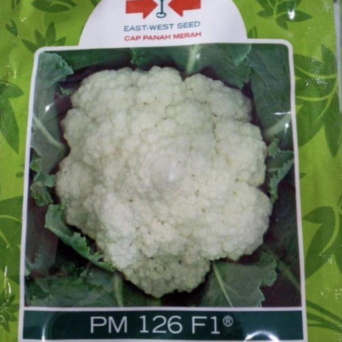 Benih bunga kol PM126 F1 10 gram bungkul hibrida pm 126 panah merah kembang kol pm126 f1 bunga kol d