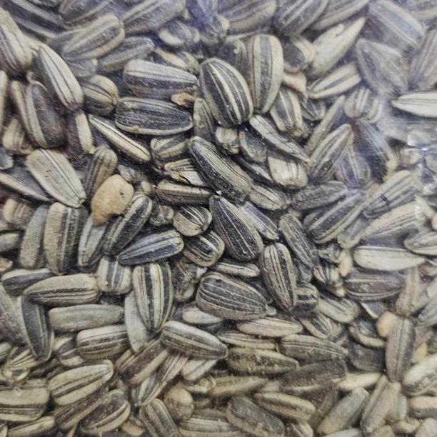 Kuaci Hitam 1Kg Makanan Hamster