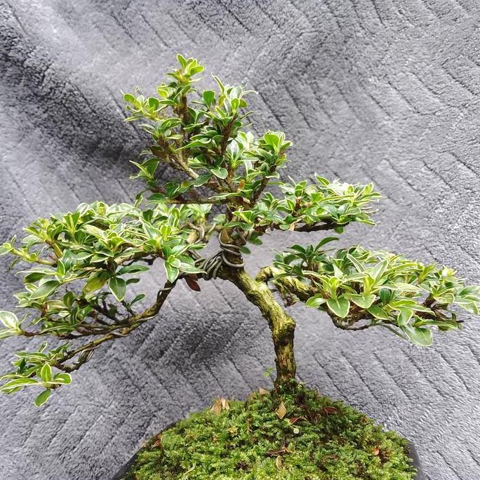 Bonsai Jadi Seribu Bintang Parigata Bunga Putih Mame+ Pot