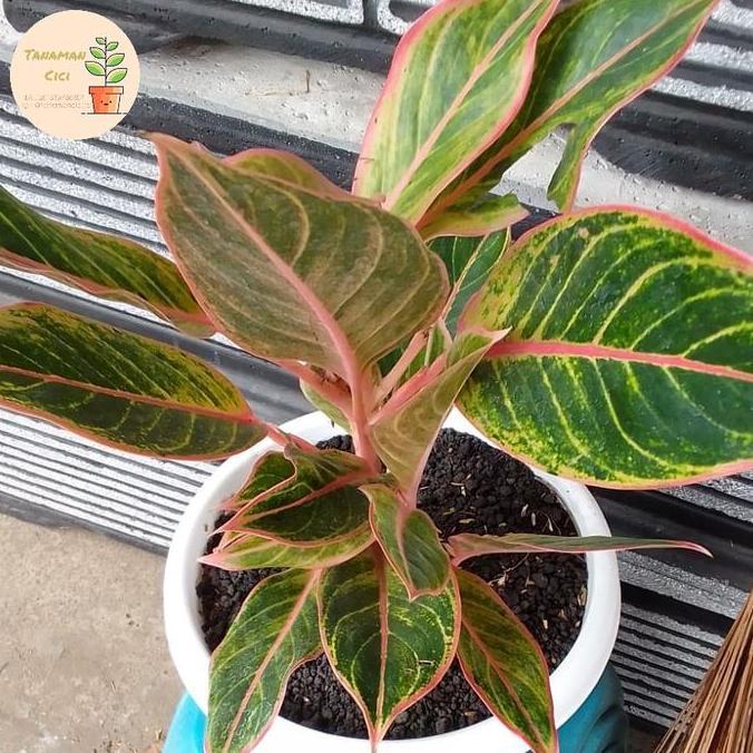 Aglonema lipstik puding on pot hitam