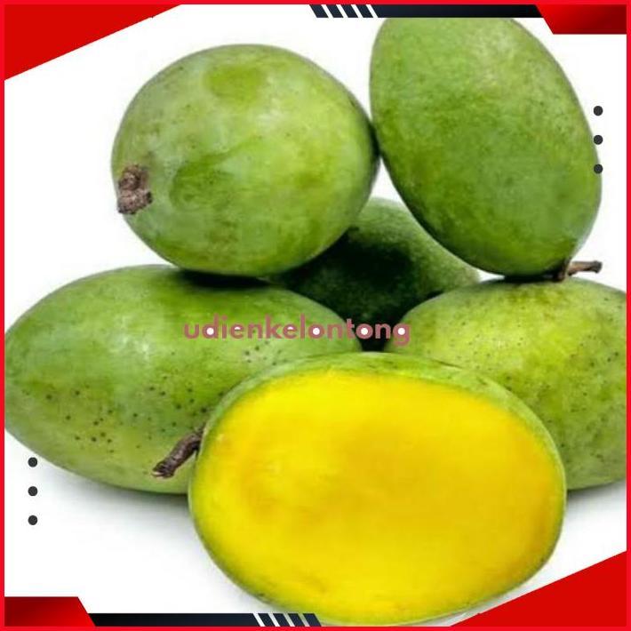 GV23 KT78 fx-76 Bibit Mangga kweni unggul Terlaris Termurah Hemat