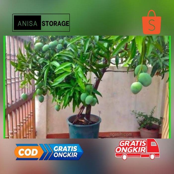 Do86 KT78 fx-76 Bibit Mangga kweni unggul Terlaris Termurah Original