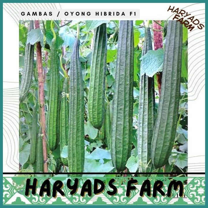 HF BENIH / BIBIT / BIJI - GAMBAS OYONG PRIMA F1 HYBRID SUPER - LOKAL - HARYADSFARM
