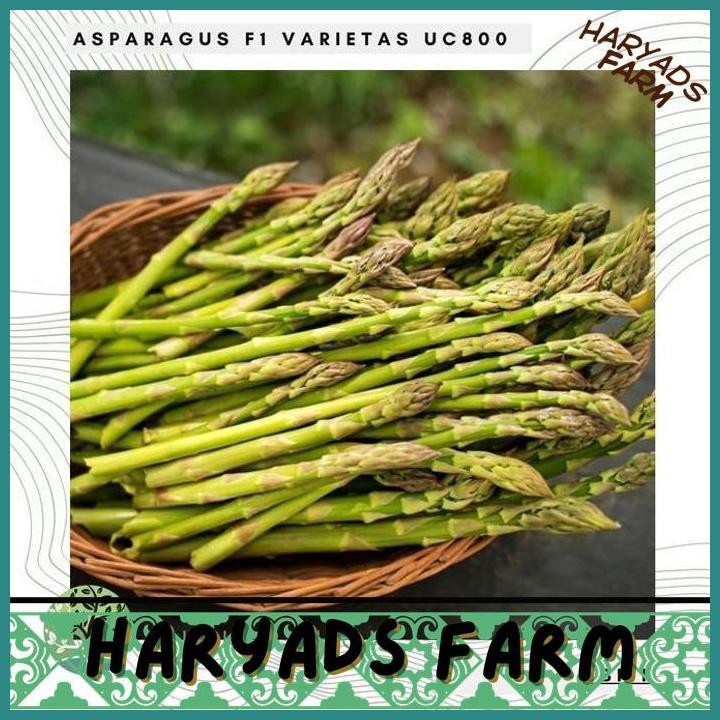 HF BENIH / BIBIT / BIJI - ASPARAGUS F1 VARIETAS UC800 HIBRIDA - IMPORT - HARYADSFARM