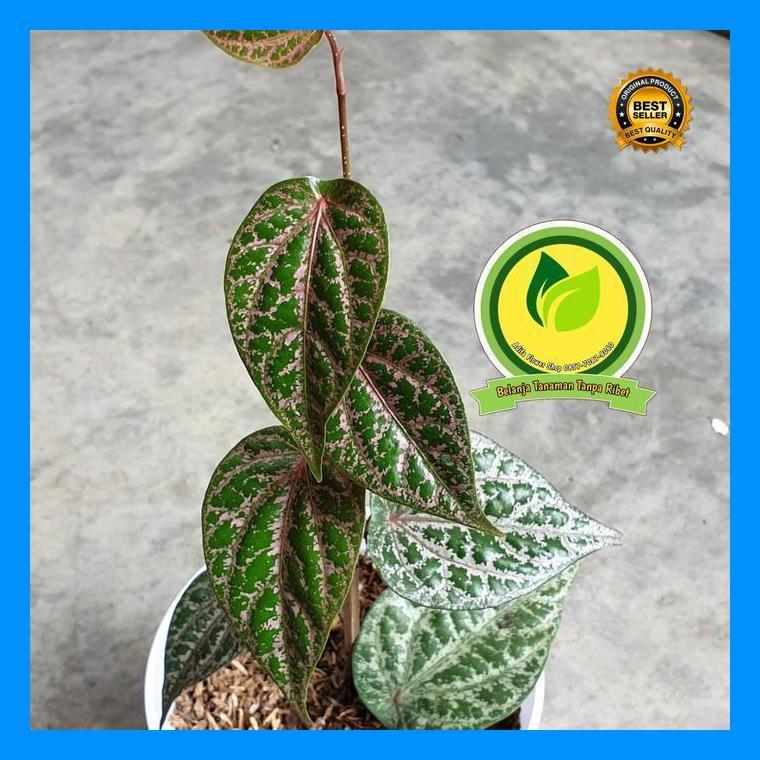 (Best Saller) Tanaman Herbal Sirih Merah Daun Sirih Merah Include Pot Putih Bestseller