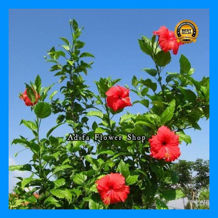 (Diskon) Tanaman Hias Pohon Kembang Sepatu Merah Kuning Pink 60 Cm Bestseller