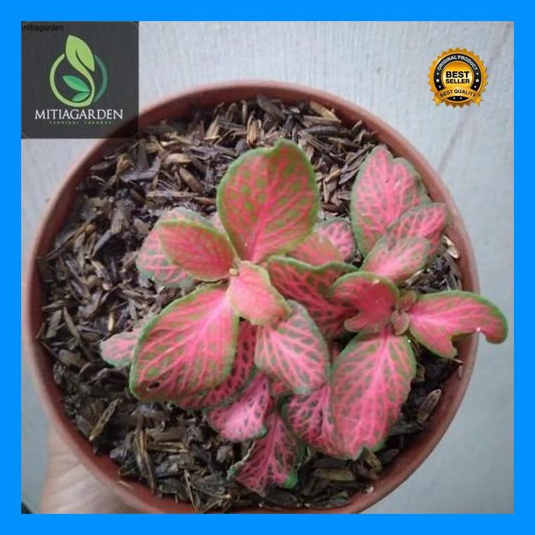 (Termurah) Bibit Bunga Fittonia Murah - Tanaman Hias Fittonia Tanaman Hias Hidup Bestseller