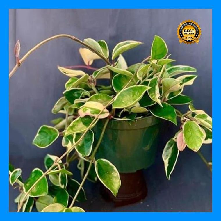 (Promo) Tanaman Hias Pot Gantung Hoya Cornosa Tricolor | Hoya Tricolor Bestseller