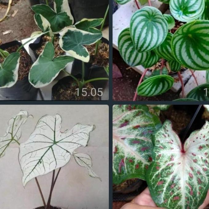 Terlaris Paket 4 Macam Jenis Tanaman Hias