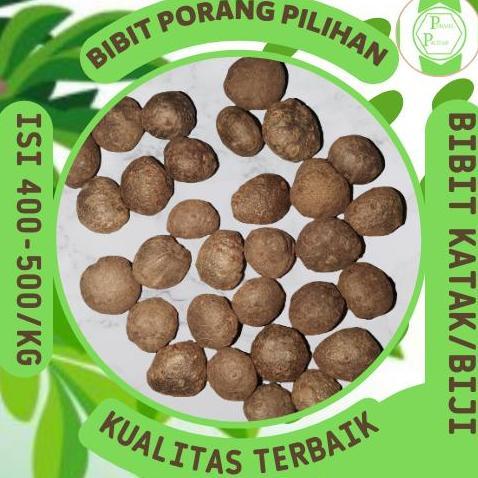 Terlaris Bibit Porang Katak Asli Dorman. Isi 300-500 Per Kg