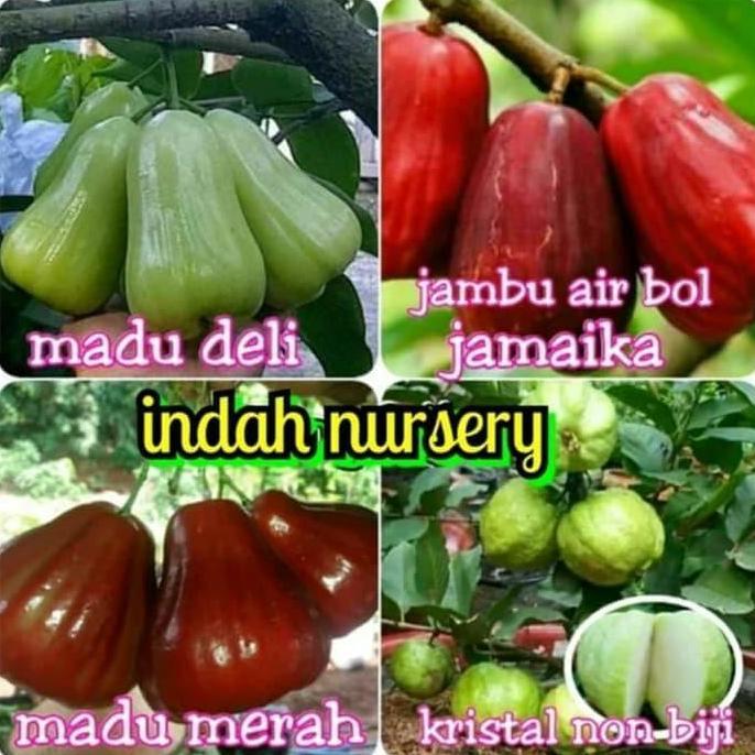 Terlaris Paket 4 Jenis Bibit Buah Jambu Kristal Jamaika Deli Hijau Deli Merah