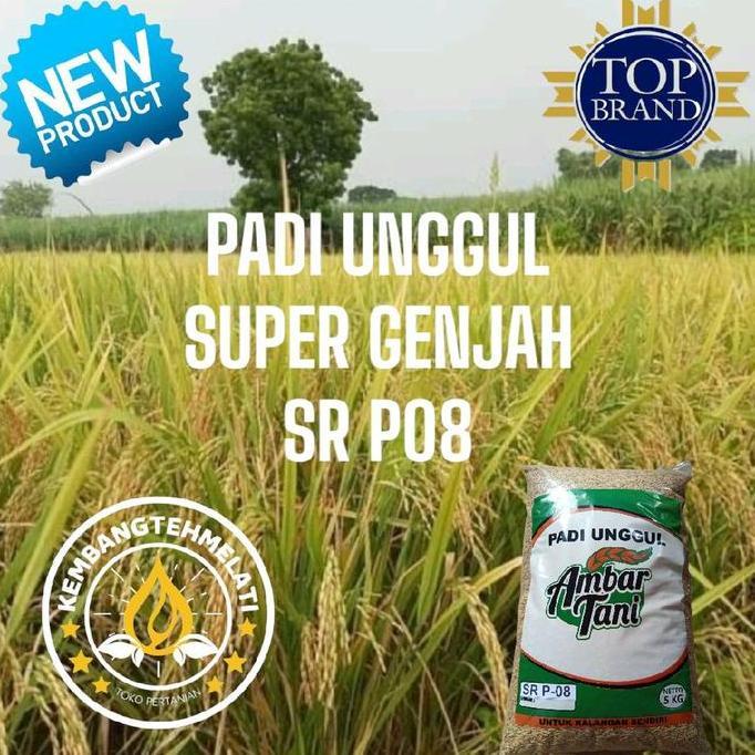 Terlaris Bibit Padi Benih Padi Sr P08 Ultra Genjah 5Kg Premium