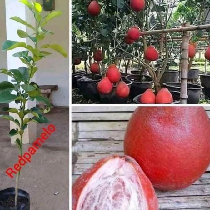 POHON bibit jeruk red pamelo pohon tanaman buah didalam pot BISA COD  ya