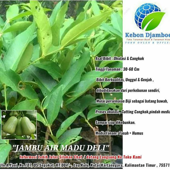 bibit jambu air madu deli Hijau