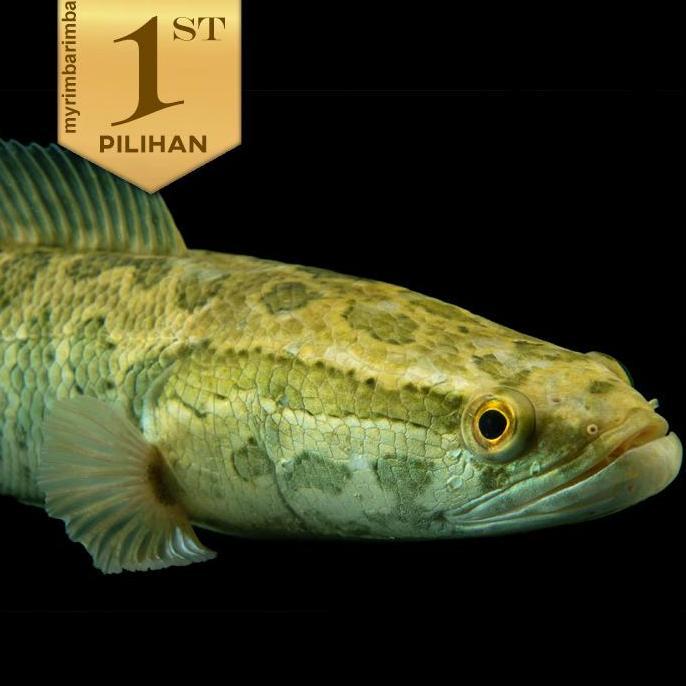 BABY CHANNA STRIATA IKAN HIAS PREDATOR HIASAN AQUARIUM AQUASCAPE AIR