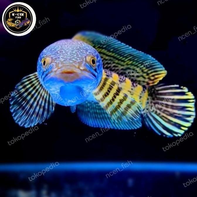 CHANNA AURANTI MACULLATA 17-18CM GONDRONG BAR WARNA OK LANJUT PROGRES