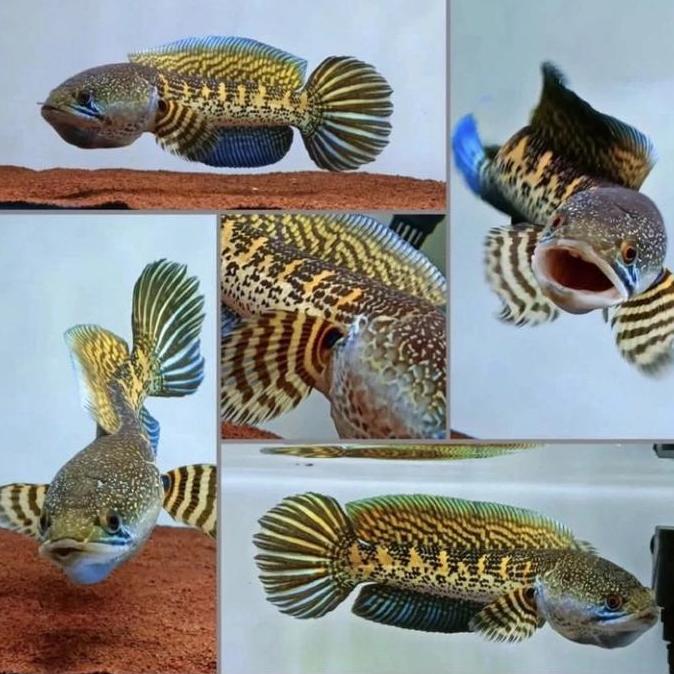 CHANA AURANTI MANGAP" SUPER GLOWING