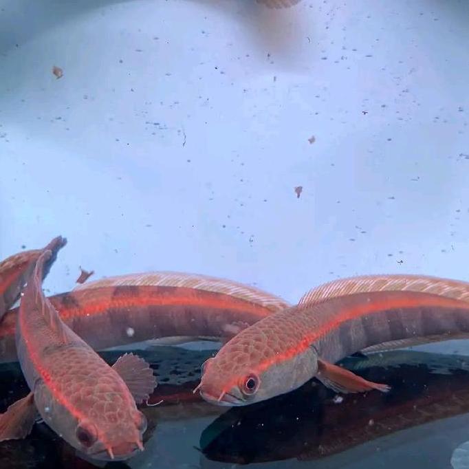 CHANA MARU RED BARITO 7-8-9CM GRADE A BAR RAPIH & SIMETRIS (KUALITAS DIUTAMAKAN