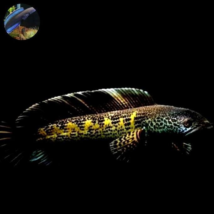 CHANNA AURANTI 10 CM