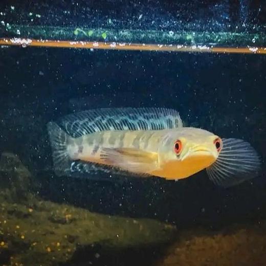 MARU BATIK SIMET 15-19CM KUALITAS KONTES YELLOW SENTARUM/YS