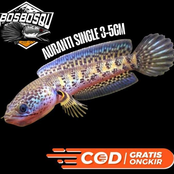 IKAN CHANNA AURANTI CB 3-5CM FUL PELET