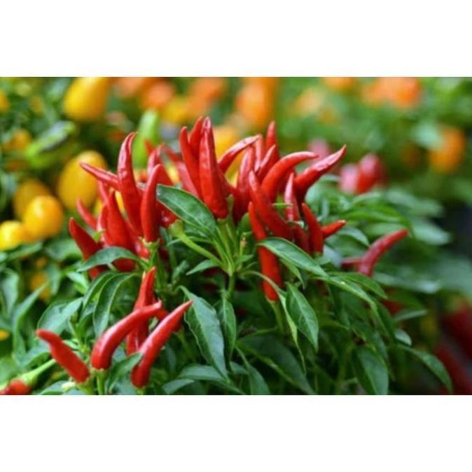 Cabai Hiyung - Bibit/ Benih/ Biji (Kemasan Baru)