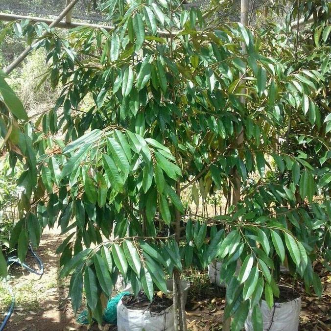 Terlaris Durian Dongkelan Musangking,Bawor,Duri Hitam Kaki 3