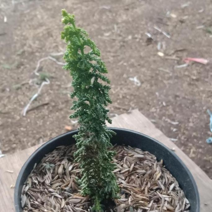 Terlaris Bibit Bonsai Cemara Hinoki / Sekka Inoki