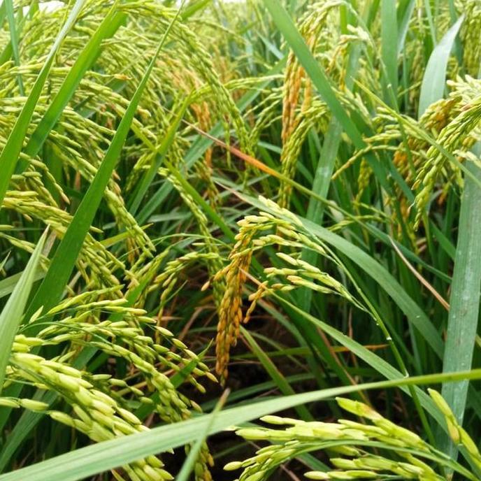 Terlaris Benih Padi Sr Super Genjah