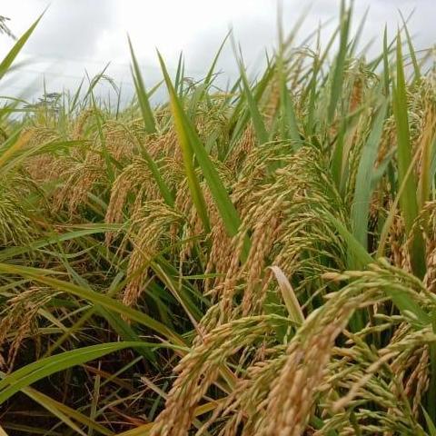 Terlaris Benih Padi Srikandi