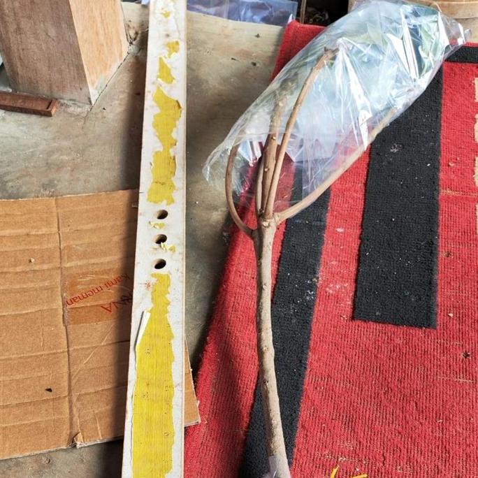 Terlaris Bibit Tanaman Mamey Sapote 1 Meter Murah Indukan Sudah Buah