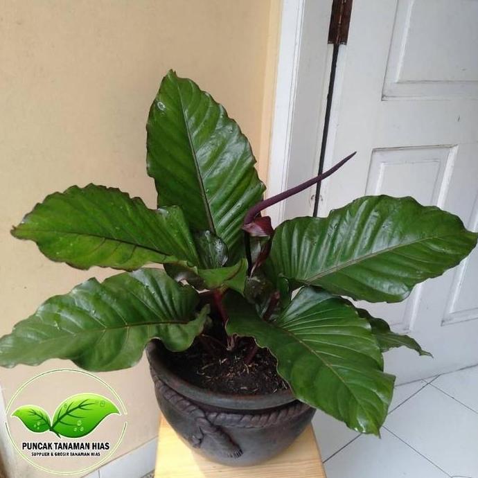 Tanaman hias anthurium black beauty - Anturium black beauty